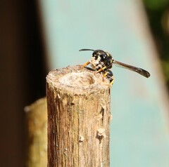 Gymnomerus laevipes