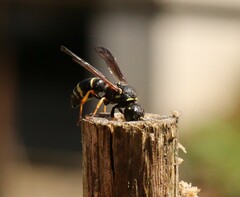 Gymnomerus laevipes