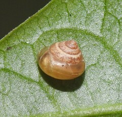 Coneuplecta calculosa