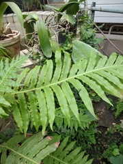Blechnum brasiliense