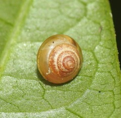 Coneuplecta calculosa