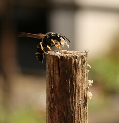 Gymnomerus laevipes