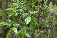 Actephila mooreana