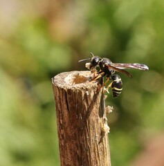 Gymnomerus laevipes