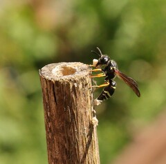 Gymnomerus laevipes