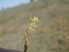 Lysimachia linum-stellatum