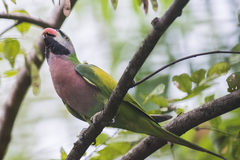 Psittacula alexandri fasciata