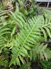 Blechnum brasiliense