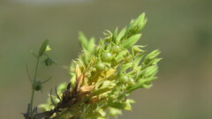 Lysimachia linum-stellatum