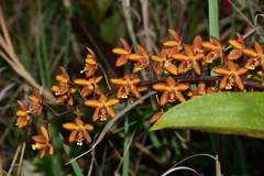 Eriopsis biloba