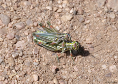 Hesperotettix viridis