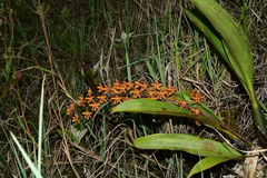 Eriopsis biloba