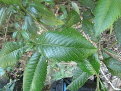 Caldcluvia paniculata