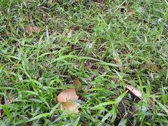 Ottochloa gracillima