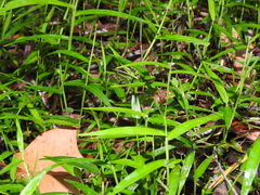 Ottochloa gracillima