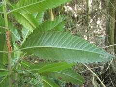 Caldcluvia paniculata