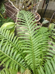 Blechnum brasiliense