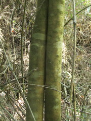 Caldcluvia paniculata