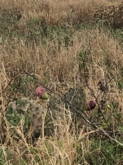 Opuntia stricta