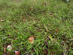 Ottochloa gracillima