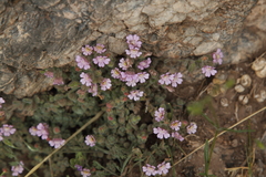 Chaenorhinum