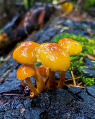 Hypholoma capnoides