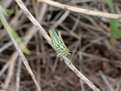 Hesperotettix viridis