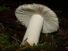 Saproamanita pruittii