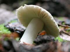 Saproamanita pruittii