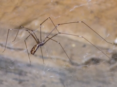Smeringopus pallidus