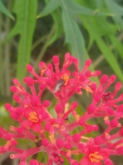 Scaptotrigona polysticta