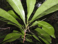 Planchonella chartacea