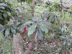 Planchonella chartacea