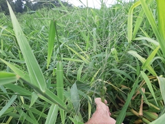 Paspalum repens