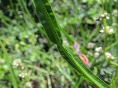 Baccharis sagittalis