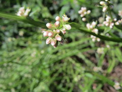 Baccharis sagittalis