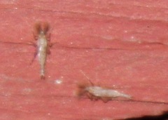 Chaoborus punctipennis