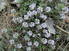 Thymus longicaulis