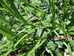 Baccharis sagittalis