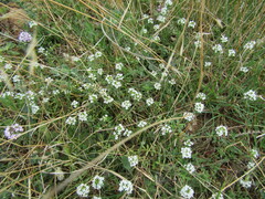 Thymus longicaulis