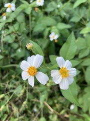 Bidens alba