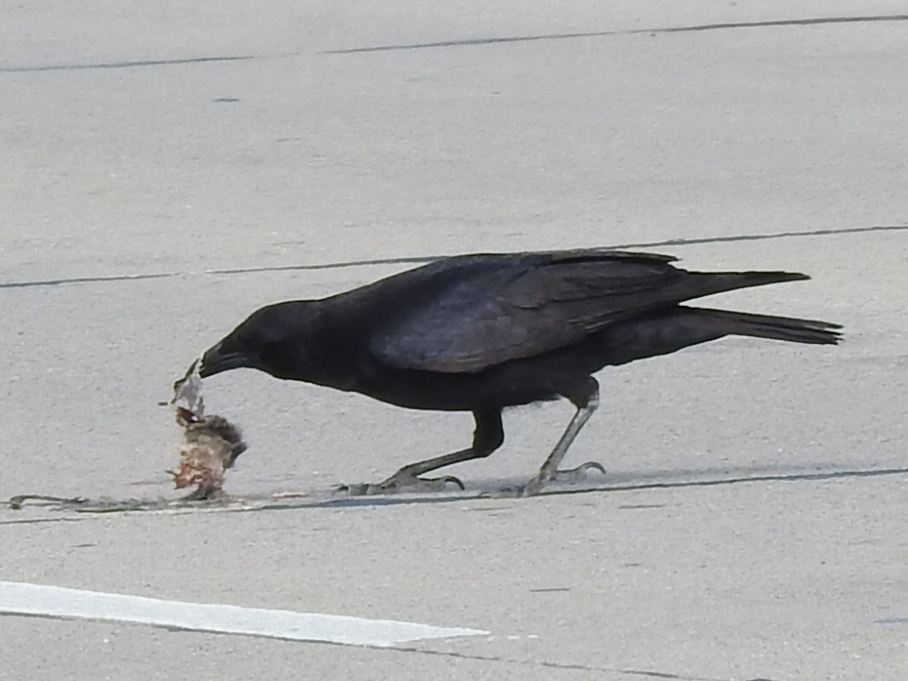 January Crow American Crow from Frisco, TX, USA on January 20, 2023 at 02:02 PM by ...