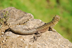 Stenocercus crassicaudatus