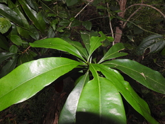 Planchonella chartacea