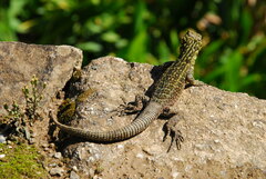 Stenocercus crassicaudatus