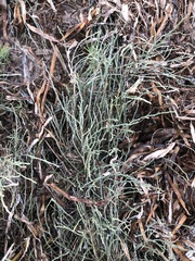 Limonium carolinianum
