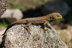 Stenocercus crassicaudatus