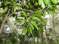 Planchonella chartacea