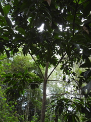 Planchonella chartacea