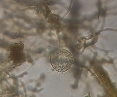 Heliozoa